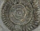 Dactylioceras Ammonite Fossil - England #100461-1